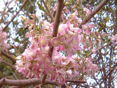 Gliricidia sepium / Quickstick; Aaron's Rod